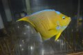 ブルーエンゼル±14.5cm