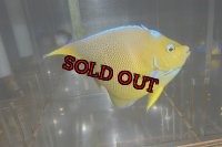 ブルーエンゼル±14.5cm