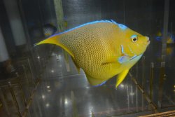 画像1: ブルーエンゼル±14.5cm