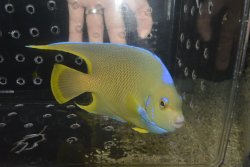 画像2: ブルーエンゼル±17cm