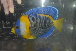 画像1: スクリブルドエンゼル♂±18cm