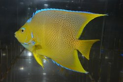 画像2: ブルーエンゼル±14.5cm