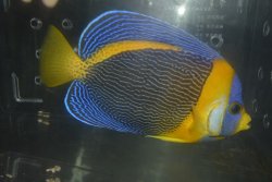 画像2: スクリブルドエンゼル♂±17.5cm