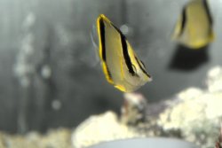画像2: マルセラバタフライ±5〜6cm