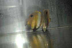 画像4: ミュラーズコーラル±9〜10cm