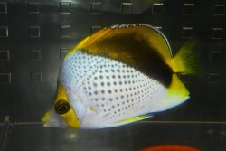 画像2: マルケサンバタフライ±7.5cm