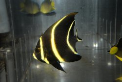 画像2: ベリーズ産フレンチエンゼル±7cm
