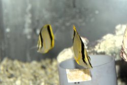 画像4: マルセラバタフライ±5〜6cm