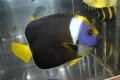 パソニファエンゼル±12cm
