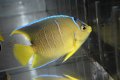 ベリーズ産ブルーエンゼル±7.5cm