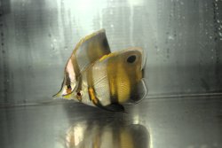 画像1: ミュラーズコーラル±9〜10cm