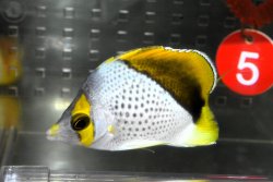 画像2: マルケサンバタフライ±7.5cm