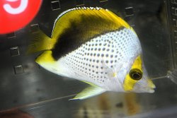 画像1: マルケサンバタフライ±7.5cm