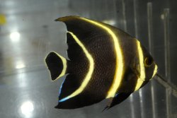 画像1: ベリーズ産フレンチエンゼル±7cm