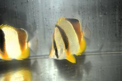 画像3: ロブストバタフライ±10〜12cm