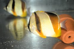 画像1: ロブストバタフライ±10〜12cm