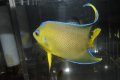 ベリーズ産タウンゼントエンゼル±11cm