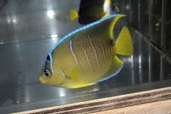画像2: ベリーズ産ブルーエンゼル±7.5cm
