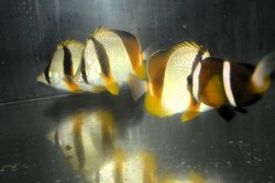 画像4: ロブストバタフライ±10〜12cm