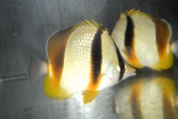 画像2: ロブストバタフライ±10〜12cm