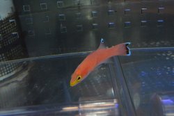 画像4: ケーブバスレット±6cm