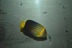 画像3: 台湾産MAZE angel±6cm