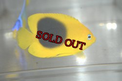 画像1: ロックビューティー±5.5cm