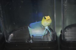 画像2: イエローヘッドジョー