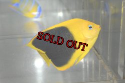 画像3: ロックビューティー±7cm