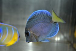 画像2: アトランティックブルータン±6cm