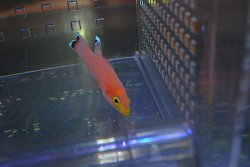 画像3: ケーブバスレット±6cm