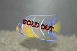 画像4: 超特価！クイーンエンゼル±6.5cm