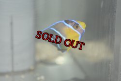 画像2: 超特価！クイーンエンゼル±6.5cm