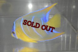 画像4: クイーンエンゼル±7cm