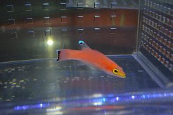 画像1: ケーブバスレット±6cm