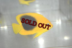 画像1: ロックビューティー±5.5cm