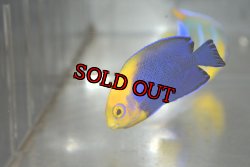 画像2: カリビアンフレームバック±4.8cm