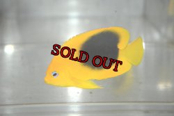 画像2: ロックビューティー±5.5cm