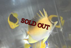 画像4: ロングノーズバタフライ±9cm