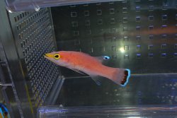 画像6: ケーブバスレット±6cm