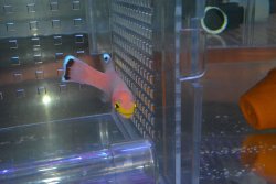 画像5: ケーブバスレット±6cm