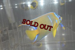 画像3: 山本様専用