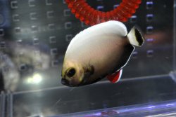 画像4: コンスピキュアスエンゼル±5.6cm