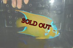 画像1: クイーンエンゼル±14.5cm