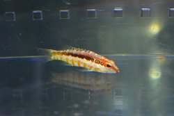 画像3: オレンジバックバスレット±4.5cm