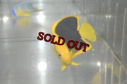 画像4: ロックビューティー±7cm