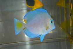 画像4: アトランティックブルータン±7cm