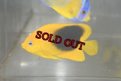 画像4: ロックビューティー±5.5cm