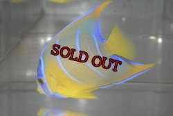 画像6: クイーンエンゼル±7cm