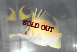 画像3: ロングノーズバタフライ±9cm